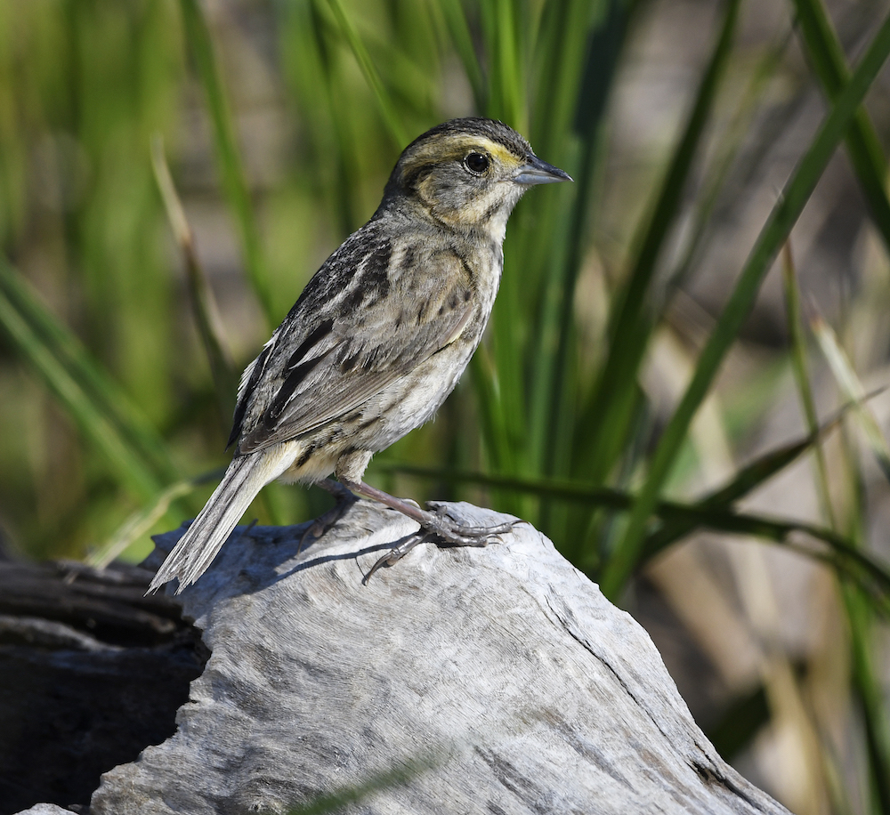 Saltmarsh Sparrow на побережье штата Мэн в государственном парке Popham Beach © Dave Krueper b