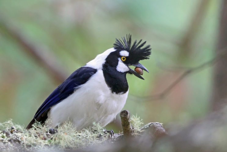 The Tufted Jay is one of 107 bird species endemic to Mexico. Tufted Jays are restricted to high-elevation pine forests in the Sierra Madre Occidental, which also supports large numbers of over-wintering migrants from western U.S. and Canada