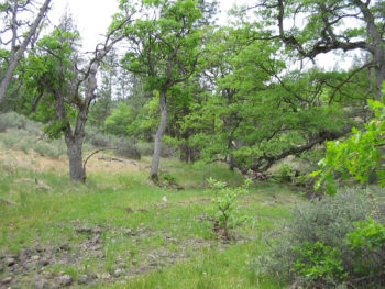 Oak Woodland in the Cascade-Siskiyou National Monument