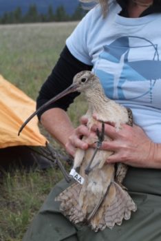 Long-billed curlew Mildred being held by Wendy Easton